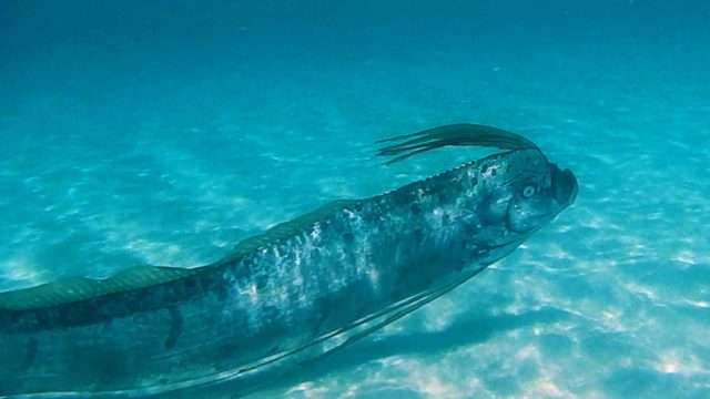 Bohol Sea Monsters - Deep Sea Fish surface