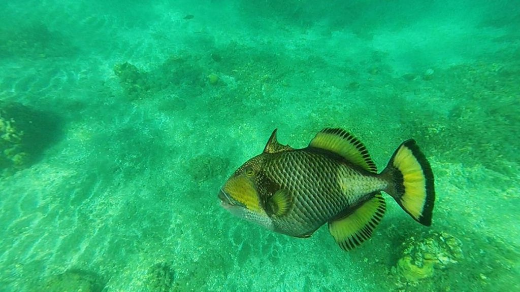 Hunting the Elusive Killer Titan Triggerfish. (And Yet More Turtles…..)