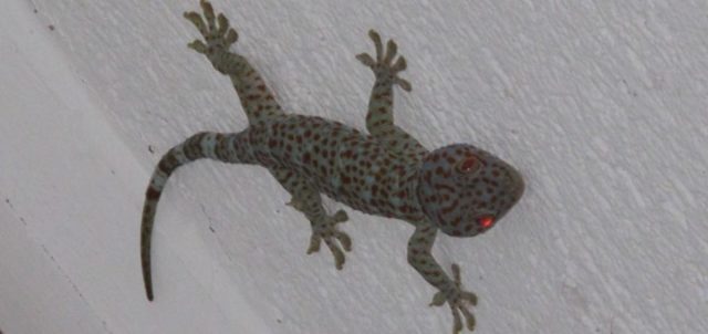 Camiguin Gecko