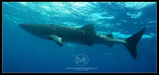 Whale sharks in Black Forest