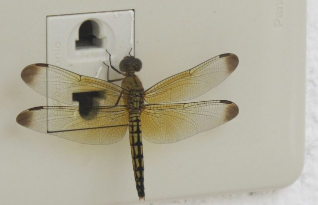 Electric Dragonfly