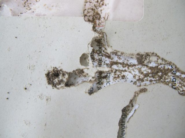Termites love PhilPost