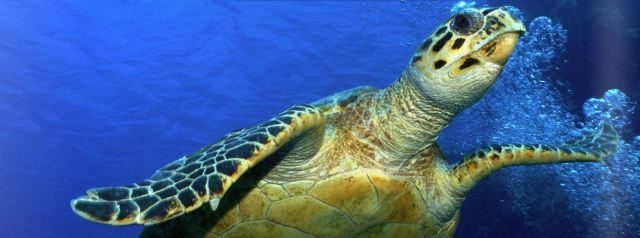 Hawksbill Sea Turtles in Camiguin