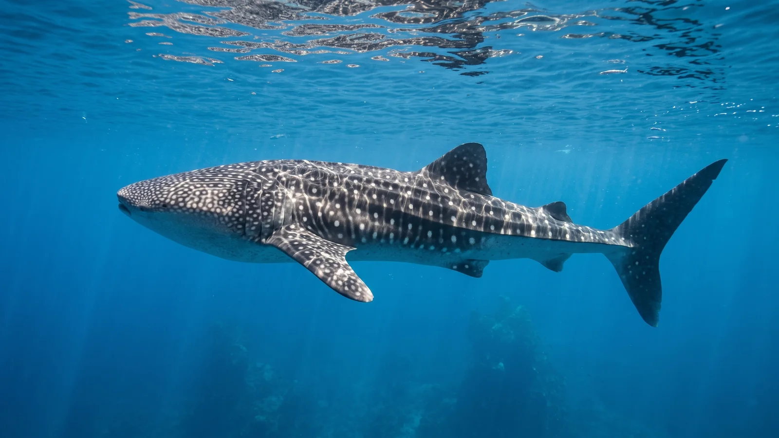 Featured image for Whale sharks in Black Forest