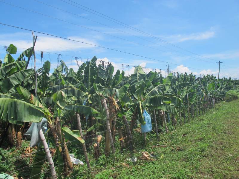 Banana plantation