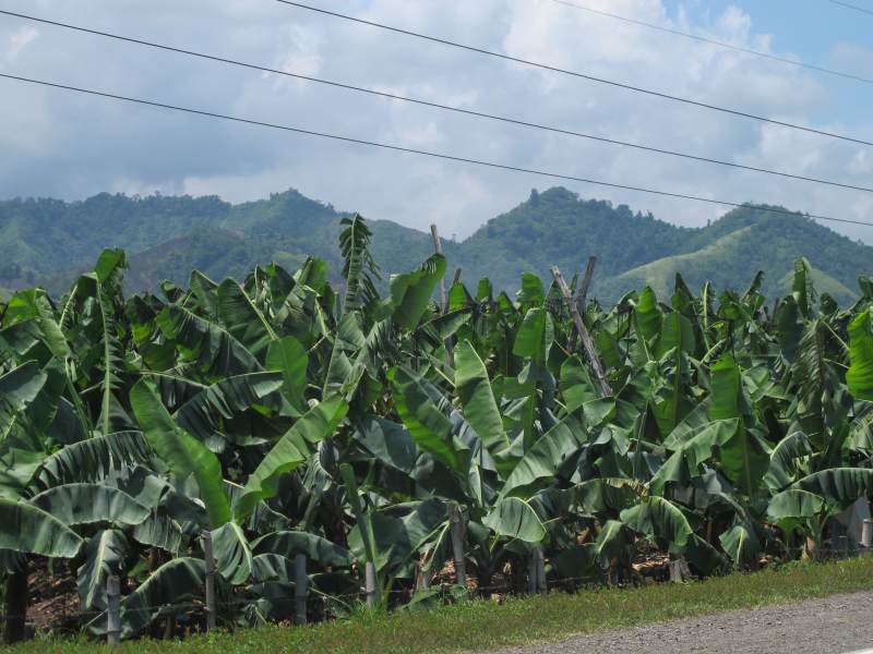 Banana plantation