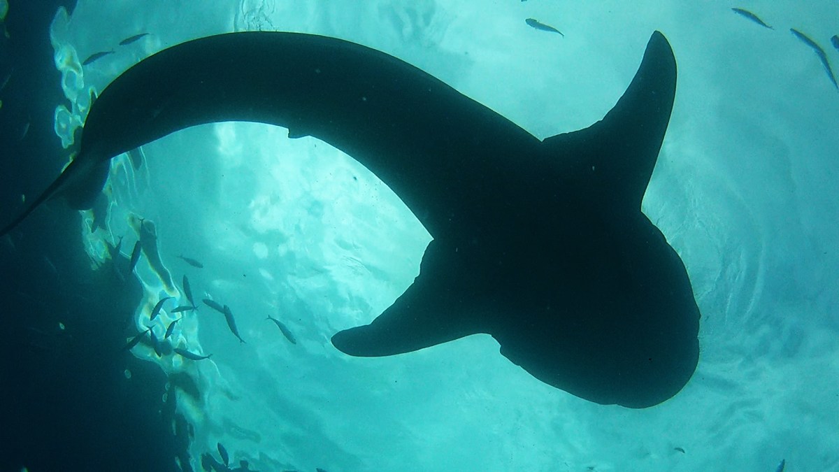 Trip to Oslob, the Philppines, to See the Whale Sharks